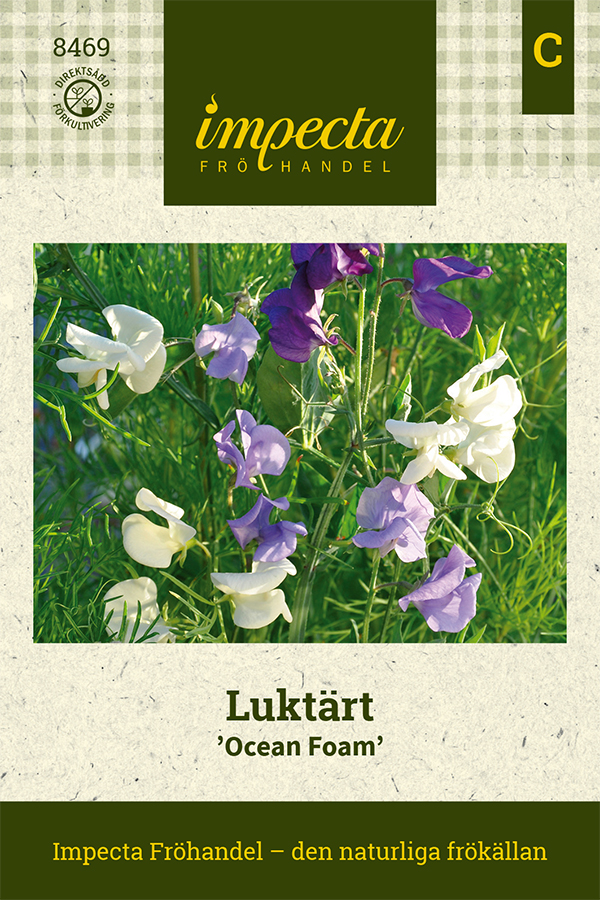Luktärt 'Ocean Foam'