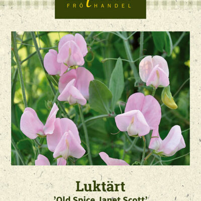 Luktärt 'Old Spice Janet Scott'