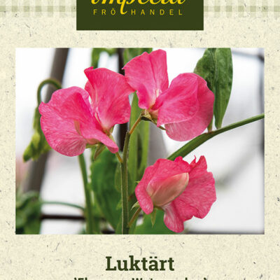 Luktärt 'Elegance Watermelon'