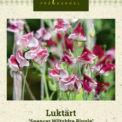 Luktärt 'Spencer Wiltshire Ripple'