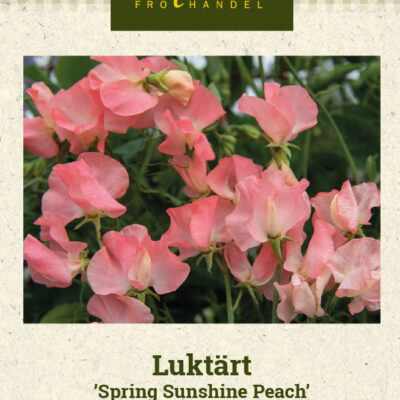 Luktärt 'Spring Sunshine Peach'