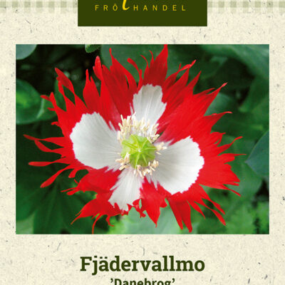 Fjädervallmo 'Danebrog'