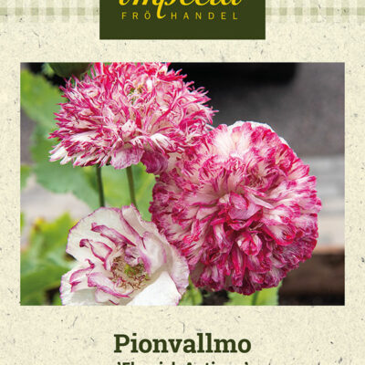 Pionvallmo 'Flemish Antique'