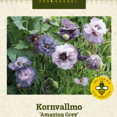Kornvallmo 'Amazing Grey'