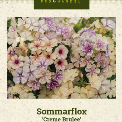 Sommarflox 'Creme Brulee'