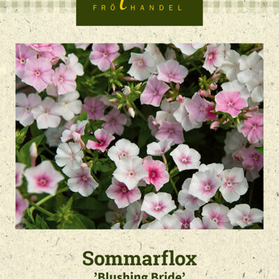 Sommarflox 'Blushing Bride'