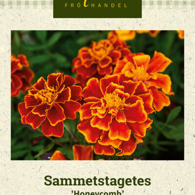 Sammetstagetes 'Honeycomb'