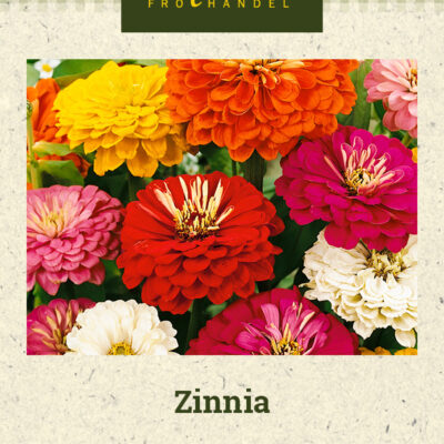Zinnia