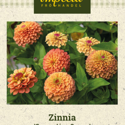 Zinnia 'Queeny Lime Orange'