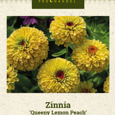 Zinnia 'Queeny Lemon Peach'