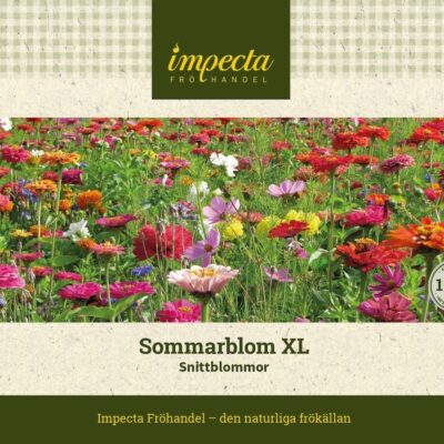 Sommarblom XL Snittblommor