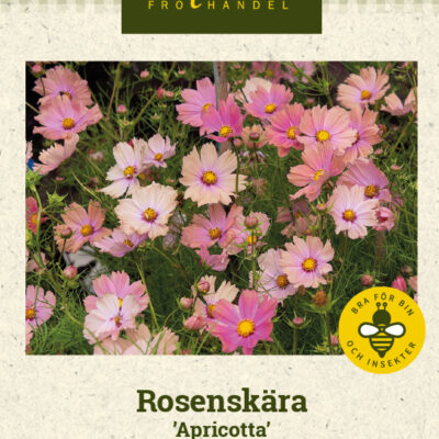 Rosenskära 'Apricotta'