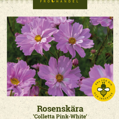 Rosenskära 'Colletta Pink-White'