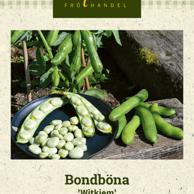 Bondböna 'Witkiem'