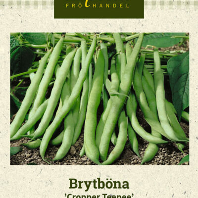 Brytböna 'Cropper Teepee'