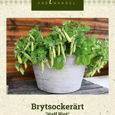 Brytsockerärt 'Half Pint'