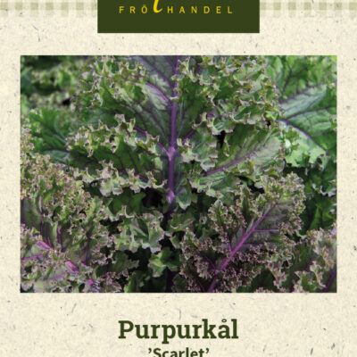 Purpurkål 'Scarlet'