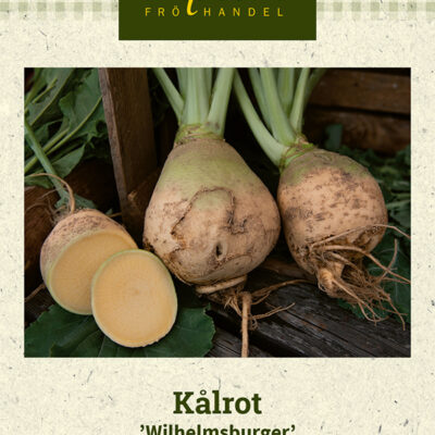 Kålrot 'Wilhelmsburger'