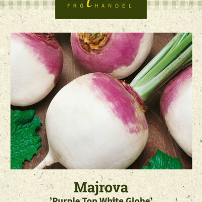 Majrova 'Purple Top White Globe'