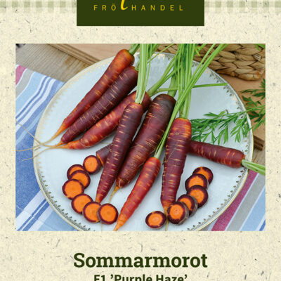 Sommarmorot F1 'Purple Haze'