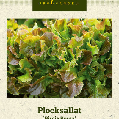 Plocksallat 'Biscia Rossa'