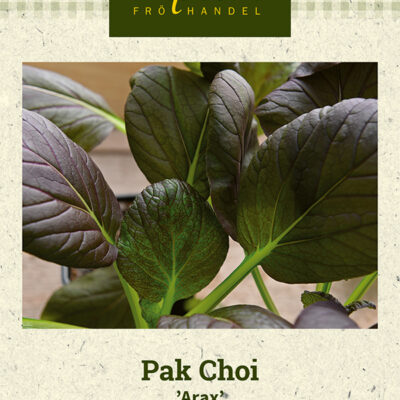 Pak Choi 'Arax'
