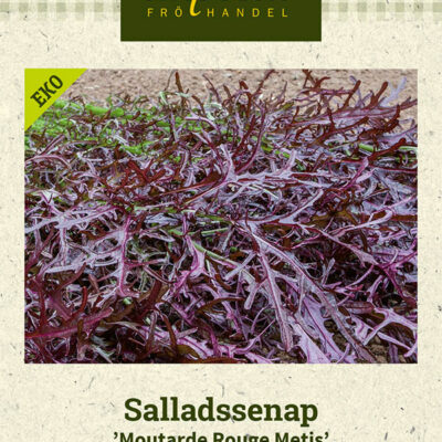 Salladssenap 'Moutarde Rouge Metis'