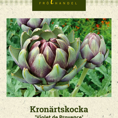 Kronärtskocka 'Violet de Provence'