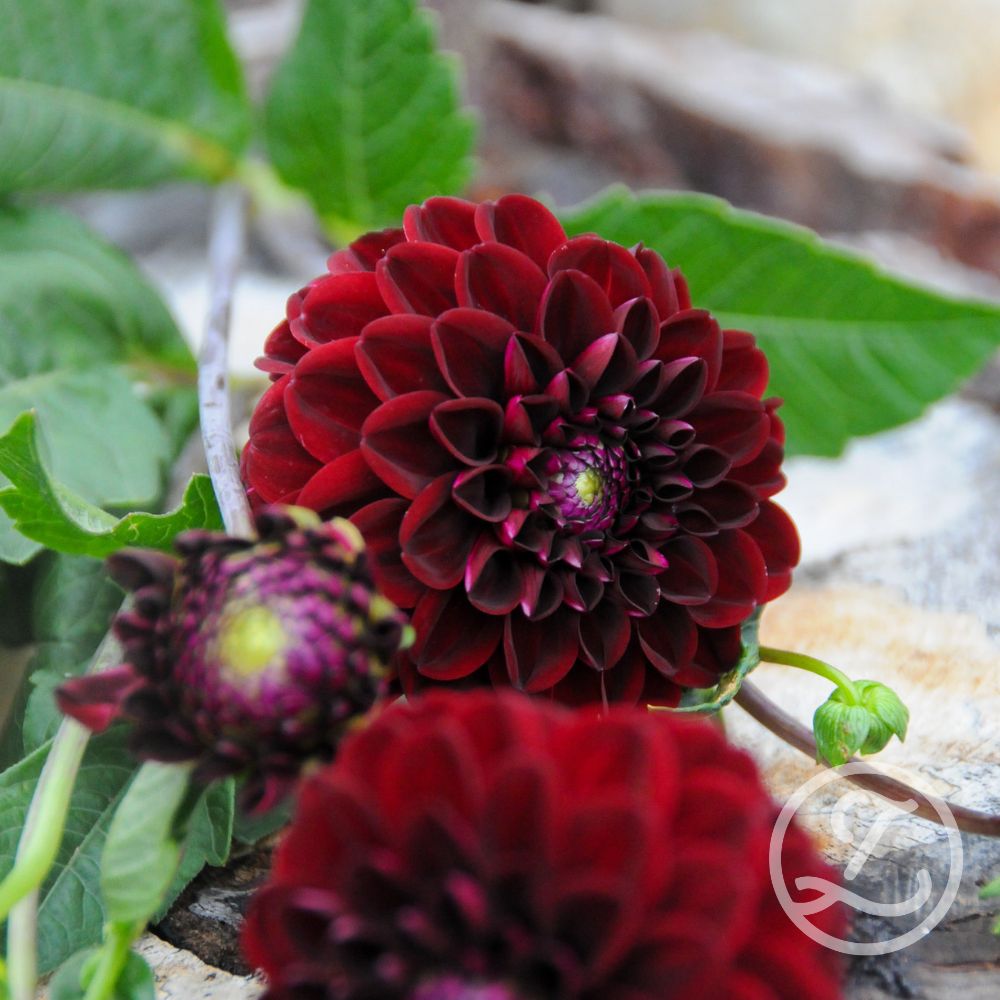Dahlia 'Baccara'