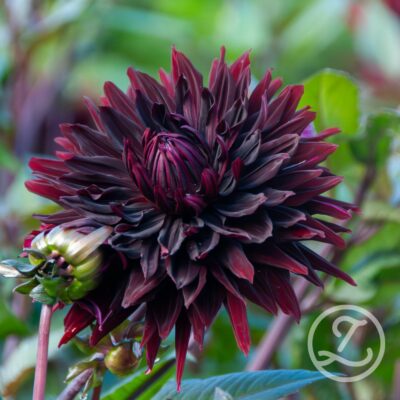Dahlia 'Black Jack'