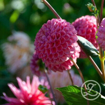 Dahlia 'Caitlin's Joy'