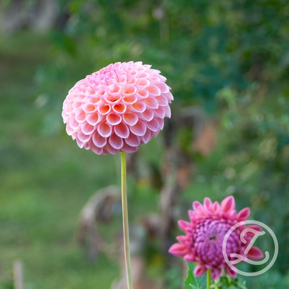 Dahlior_Caitlins Joy_LV