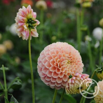 Dahlia 'Comet'