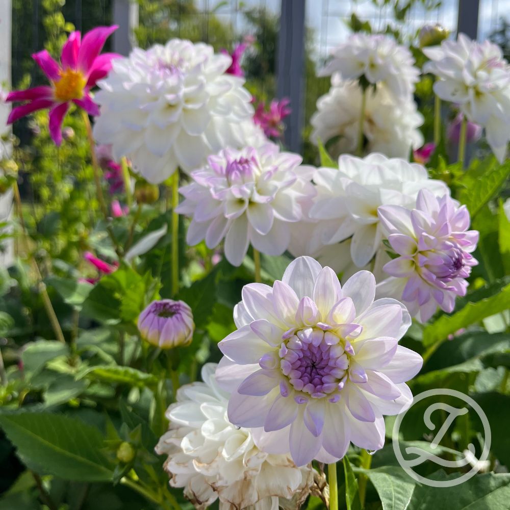 Dahlior_Eveline_LV (2)