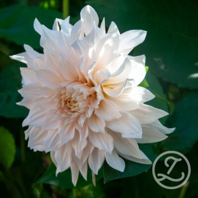 Dahlia 'Glossy Carlita'