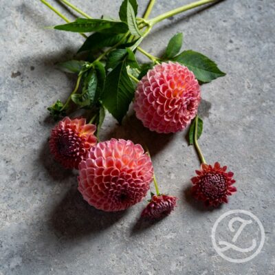 Dahlia 'Hapet Coppery'