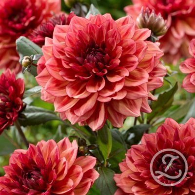 Dahlia 'Invitation'