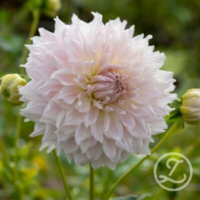 Dahlia 'Ka's Cloud'