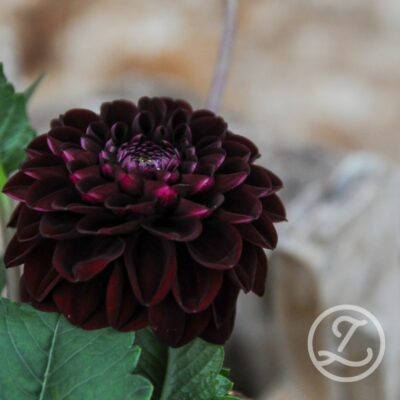 Dahlia 'Manoa'