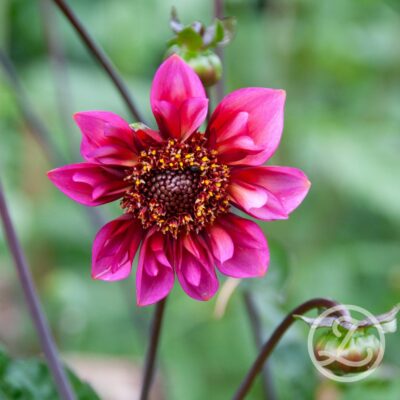 Dahlia 'Princess Nadine'