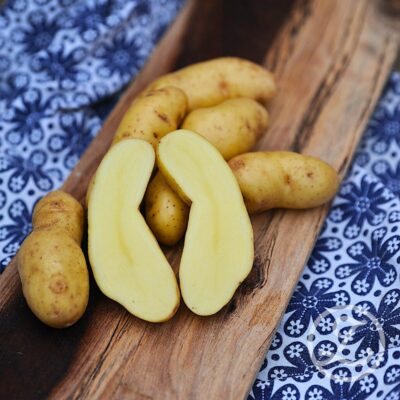 Sättpotatis 'La Ratte'