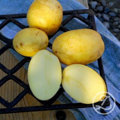 Sättpotatis 'Obama'